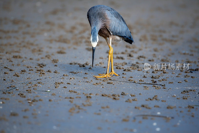 蓝鹭(Ardea herodias)